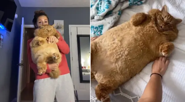 El tierno gato se ha vuelto famoso en TikTok. El tierno gato se ha vuelto famoso en TikTok.