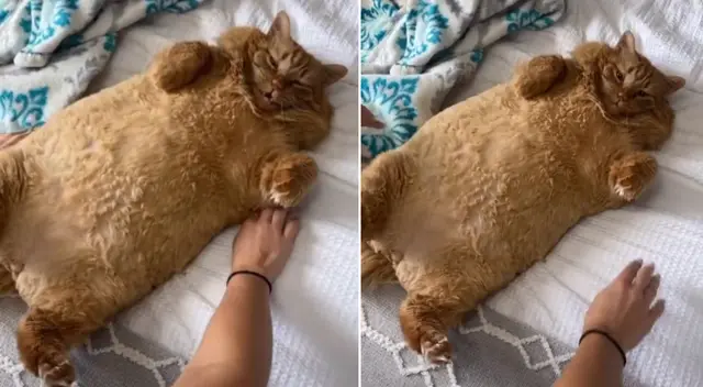 El tierno gato se ha vuelto famoso en TikTok. El tierno gato se ha vuelto famoso en TikTok.