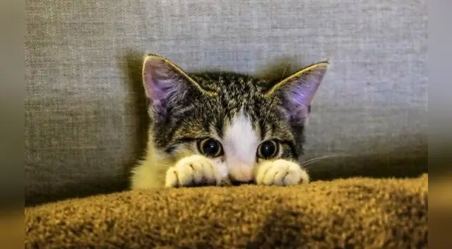 Evita los problemas renales tempranos en tus gatos. Evita los problemas renales tempranos en tus gatos.