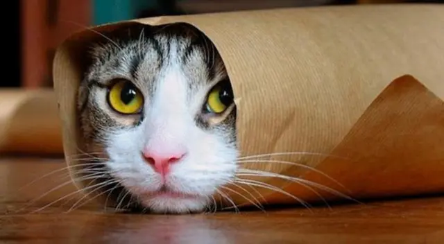 Evita los problemas renales tempranos en tus gatos. Evita los problemas renales tempranos en tus gatos.