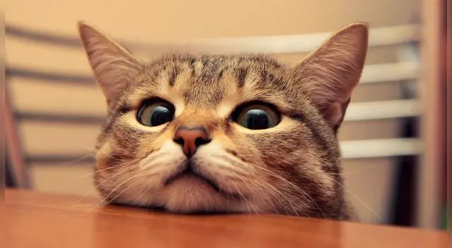 Evita los problemas renales tempranos en tus gatos. Evita los problemas renales tempranos en tus gatos.