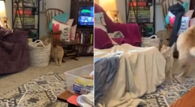 La escena causó la risa de varios usuarios en las redes sociales. La escena causó la risa de varios usuarios en las redes sociales.