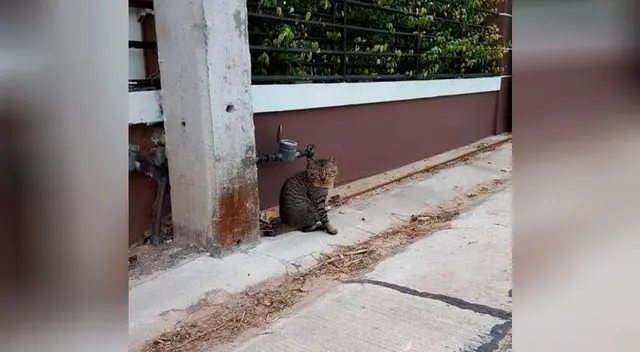 Gatito desaparece de su casa por varios días y regresa con una deuda