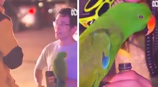 La historia de un loro que le salvó la vida a su dueño La historia de un loro que le salvó la vida a su dueño