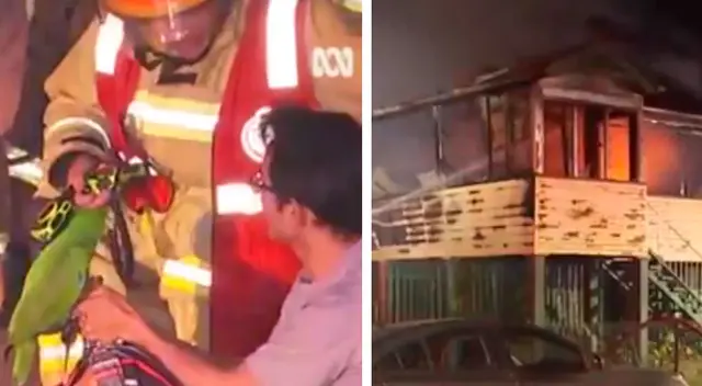 La historia de un loro que le salvó la vida a su dueño La historia de un loro que le salvó la vida a su dueño