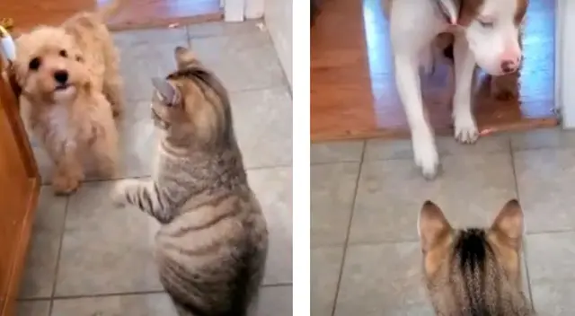 Perro llamó a su amigo más grande para que lo defienda