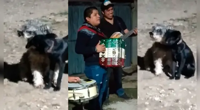 La escena causó el asombro de varios usuarios en las redes sociales. La escena causó el asombro de varios usuarios en las redes sociales.