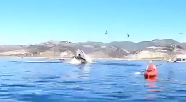 La escena causó el asombro de varios usuarios en las redes sociales. La escena causó el asombro de varios usuarios en las redes sociales.