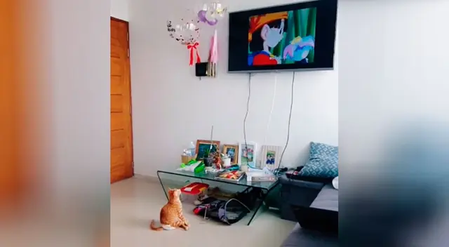 El gatito mira atentamente el opening de Dragon Ball GT