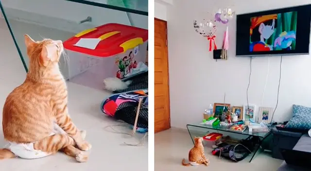 El gatito mira atentamente el opening de Dragon Ball GT