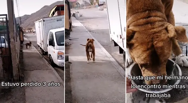 El can reconoció a su dueño y corrió a reencontrarse con él. El can reconoció a su dueño y corrió a reencontrarse con él.