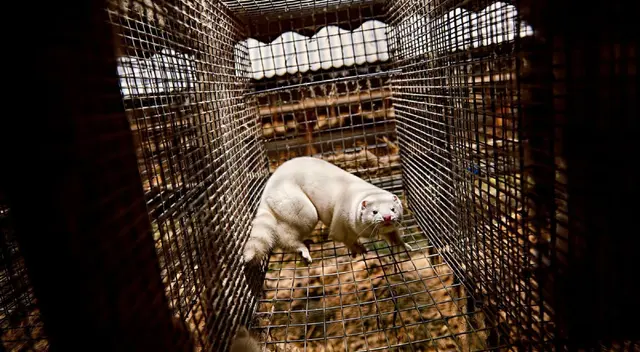 Científicos señalan que los visones podrían ser el reservorio original del virus. Científicos señalan que los visones podrían ser el reservorio original del virus.