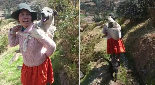 El perrito acompaña todos los días a su dueña. El perrito acompaña todos los días a su dueña.