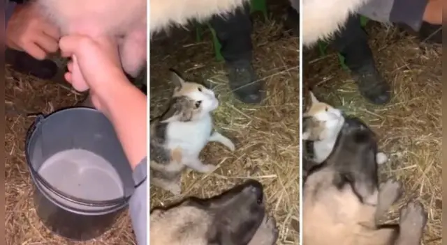 El clip cuenta con miles de reproducciones en TikTok. El clip cuenta con miles de reproducciones en TikTok.