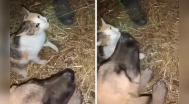 La tierna escena cautivó a los usuarios en las redes sociales. La tierna escena cautivó a los usuarios en las redes sociales.