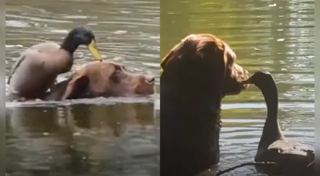 El clip cuenta con miles de reproducciones en Facebook. El clip cuenta con miles de reproducciones en Facebook.