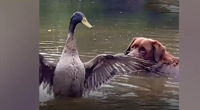 La tierna escena cautivó a los usuarios en las redes sociales. La tierna escena cautivó a los usuarios en las redes sociales.