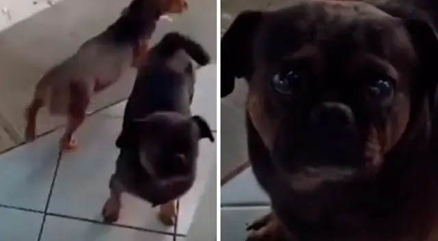 El perro con los “ojos más tristes” conmueve a todos en TikTok El perro con los “ojos más tristes” conmueve a todos en TikTok