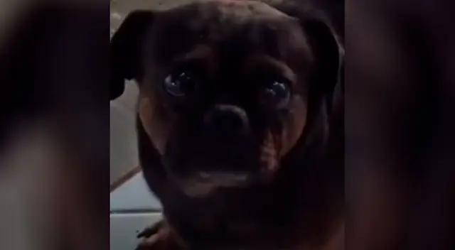 El perro con los “ojos más tristes” conmueve a todos en TikTok El perro con los “ojos más tristes” conmueve a todos en TikTok