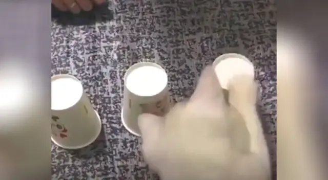 Gato sorprende con su gran habilidad para el juego de adivinar la pelota