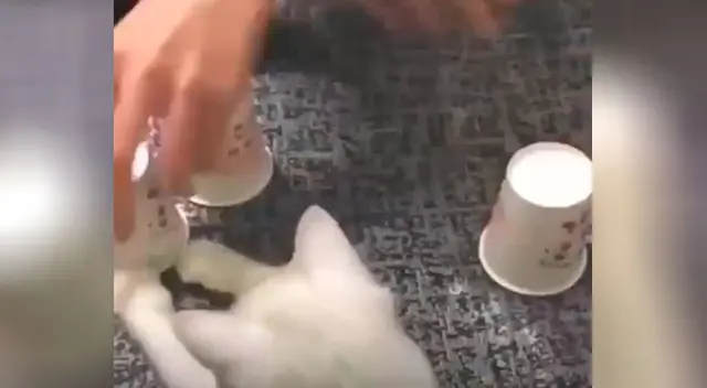 Gato sorprende con su gran habilidad para el juego de adivinar la pelota