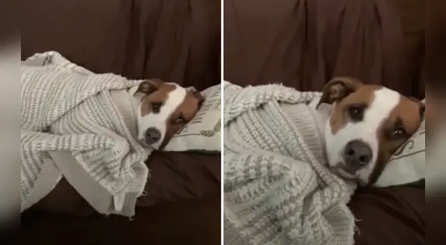 La divertida escena causó sensación en las redes sociales.