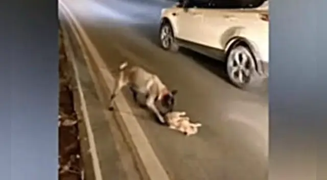 El hecho fue captado en China y ha conmocionado las redes sociales.