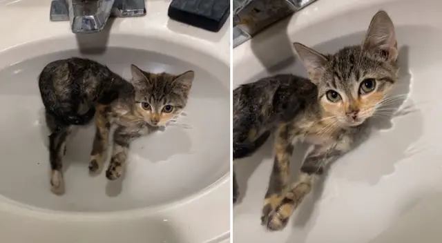 El gatito utilizó el lavadero como su propio jacuzzi. El gatito utilizó el lavadero como su propio jacuzzi.