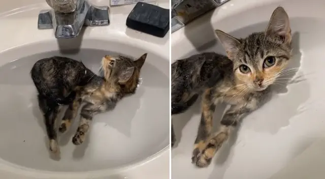 El gatito utilizó el lavadero como su propio jacuzzi. El gatito utilizó el lavadero como su propio jacuzzi.
