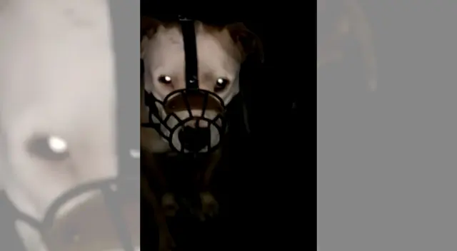 Can ataca a niño en EL Agustino. Can ataca a niño en EL Agustino.