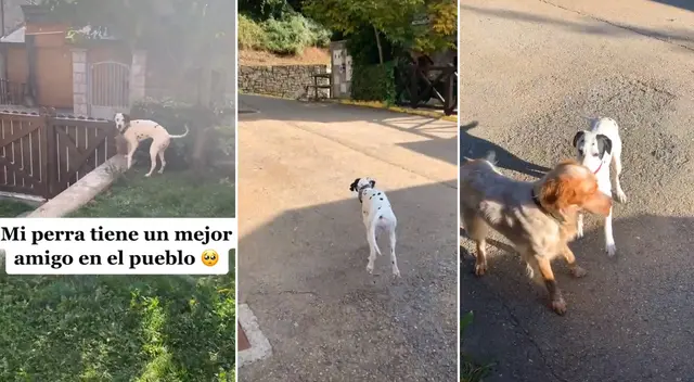 La perrita se emocionó al ver a su mejor amigo.