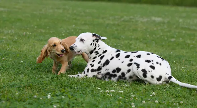 La perrita se emocionó al ver a su mejor amigo.