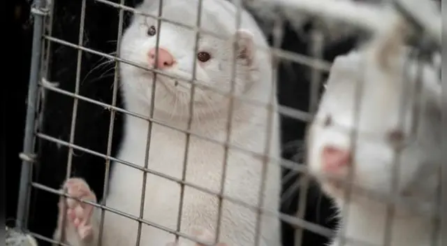 La nueva cepa de COVID-19 puede ser transmitido por esos animales a humanos. La nueva cepa de COVID-19 puede ser transmitido por esos animales a humanos.