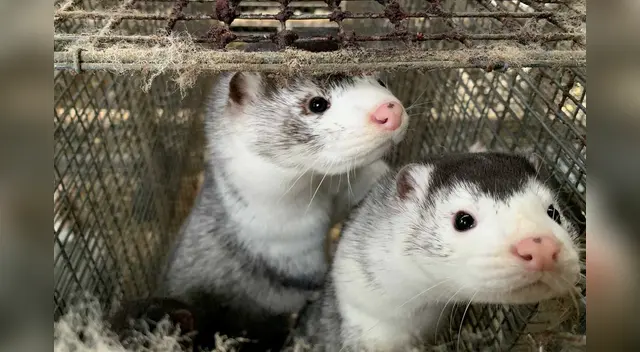 Dinamarca sacrificará a 17 millones de visones tras reporte de 12 casos de la versión mutada del SARS-CoV-2. Dinamarca sacrificará a 17 millones de visones tras reporte de 12 casos de la versión mutada del SARS-CoV-2.