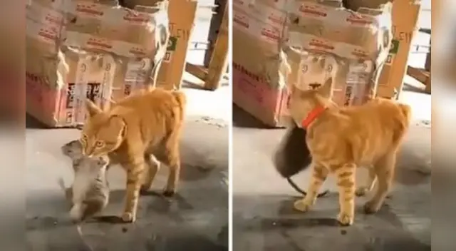 La escena causó el asombro y el miedo de varios usuarios en las redes sociales. La escena causó el asombro y el miedo de varios usuarios en las redes sociales.