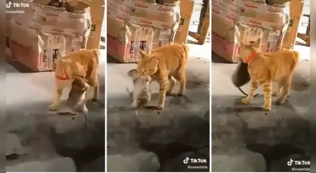 El clip cuenta con miles de reproducciones en TikTok. El clip cuenta con miles de reproducciones en TikTok.