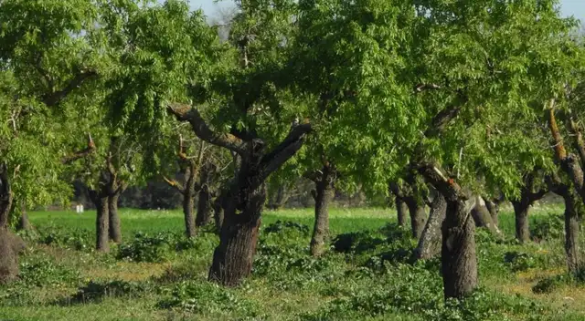 Reto visual: encuentra el puput oculto en la imagen. Reto visual: encuentra el puput oculto en la imagen.