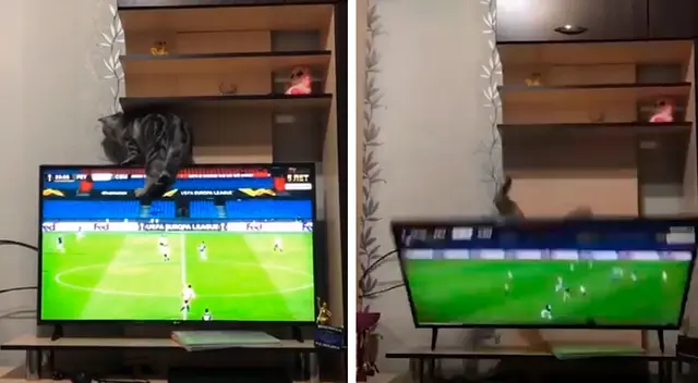 Travieso gato destruye el televisor de su dueño