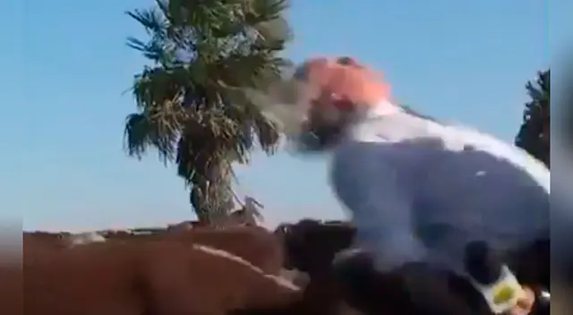 Veterinario es embestido por una vaca durante entrevista