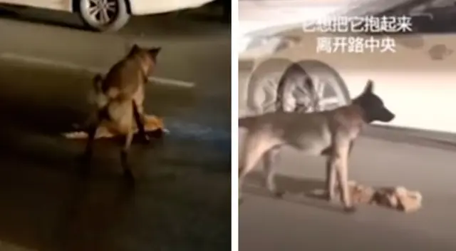 Perrito intentó reanimar a su amigo que fue atropellado