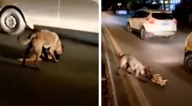 Perrito intentó reanimar a su amigo que fue atropellado