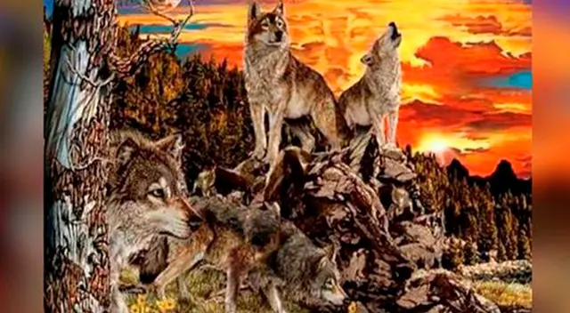 ¿Puedes ver a los 14 lobos que están en la imagen? ¿Puedes ver a los 14 lobos que están en la imagen?
