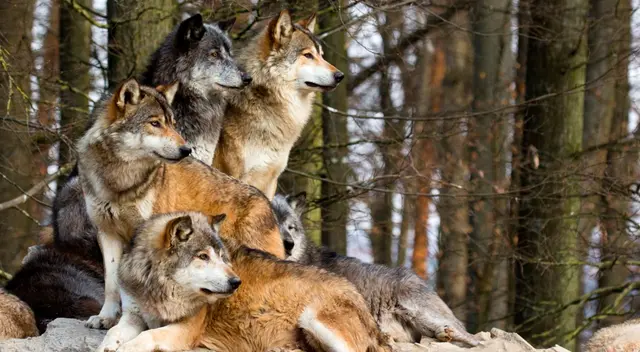 ¿Puedes ver a los 14 lobos que están en la imagen? ¿Puedes ver a los 14 lobos que están en la imagen?