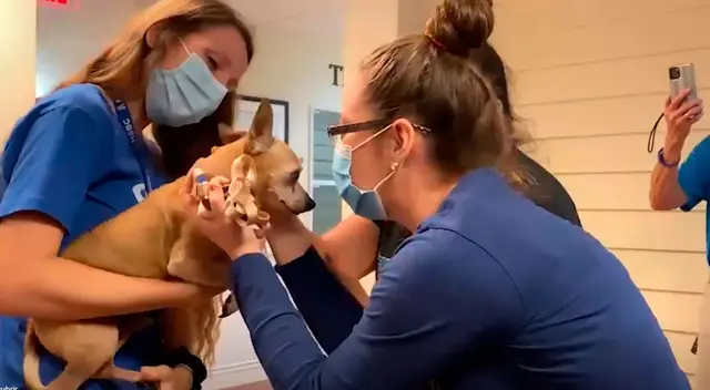 El tierno reencuentro entre una familia y su perro