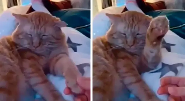 La curiosa reacción de un gatito que no dejó que su dueño lo acaricie