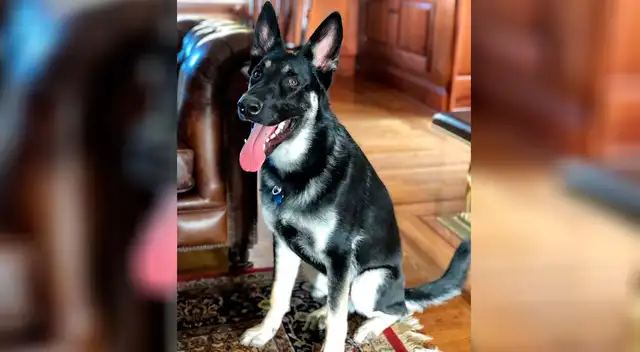 El 2018, el demócrata Joe Biden adoptó a un pastor alemán de un refugio de animales y le puso de nombre “Major”.