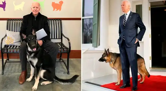 Izq, Major, el perro rescatado. Der. Champ el can comprado por Joe Biden.
