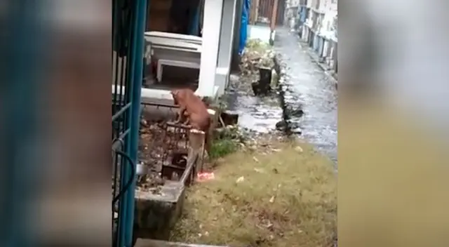 Perro se niega a abandonar la tumba de su dueño que falleció hace tres meses