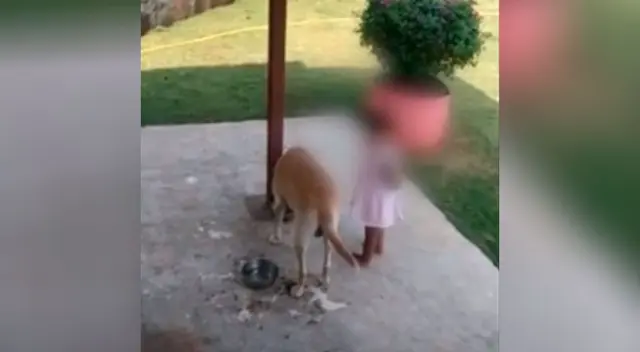 La niña no se fue hasta que su perro terminó sus croquetas La niña no se fue hasta que su perro terminó sus croquetas