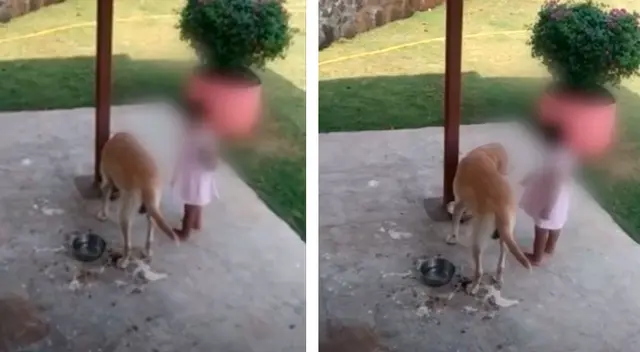 La niña no se fue hasta que su perro terminó sus croquetas La niña no se fue hasta que su perro terminó sus croquetas